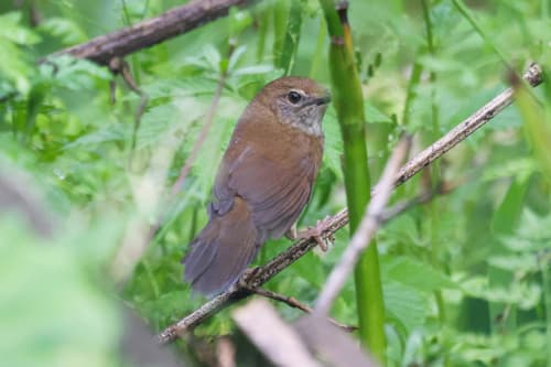 Sichuan Bush Warbler