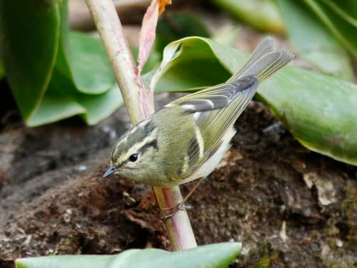 Sichuan Leaf Warbler