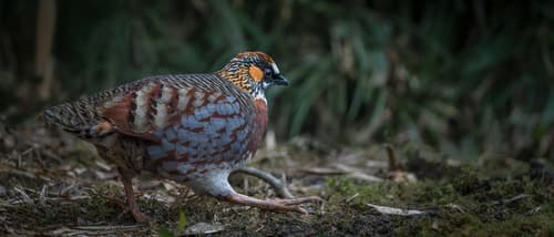 Sichuan Partridge