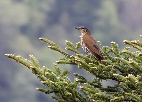 Sichuan Thrush