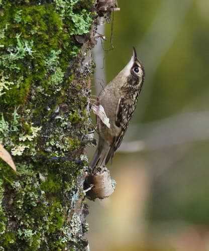 Sichuan Treecreeper