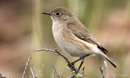 Sickle-winged Chat