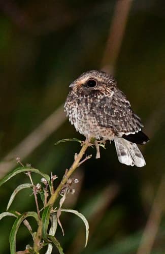 Sickle-winged Nightjar