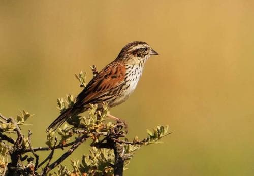 Sierra Madre Sparrow