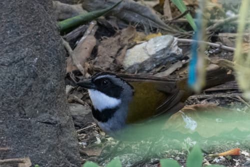 Sierra Nevada Brushfinch