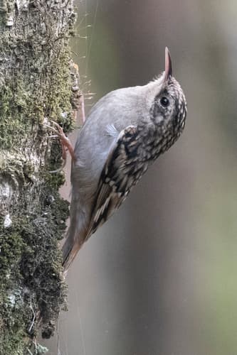 Sikkim Treecreeper
