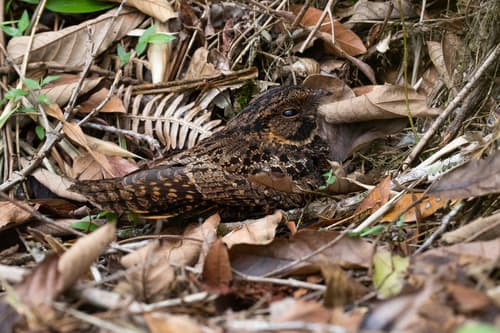 Silky-tailed Nightjar