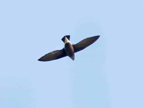 Silver-backed Needletail