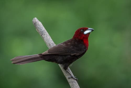 Silver-beaked Tanager