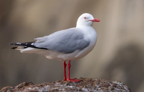Silver Gull