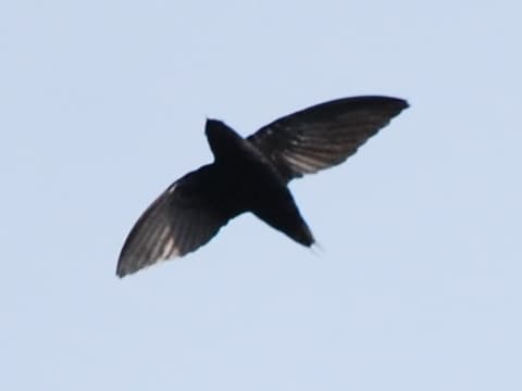 Silver-rumped Spinetail