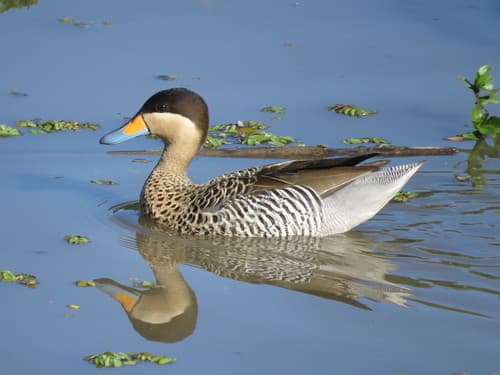 Silver Teal