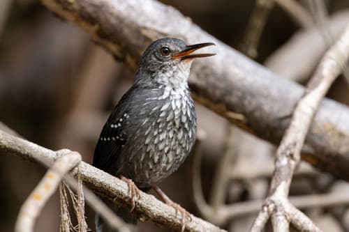 Silvered Antbird