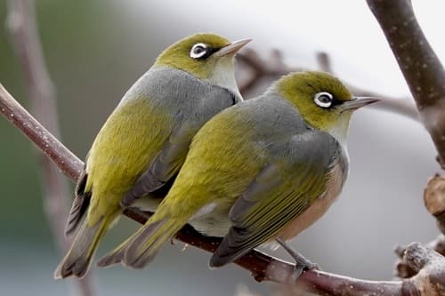 Silvereye