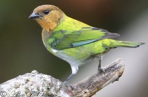 Silvery Tanager