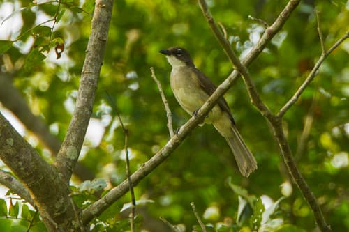 Simple Greenbul