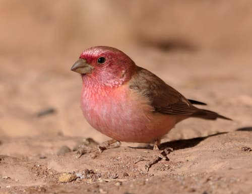 Sinai Rosefinch