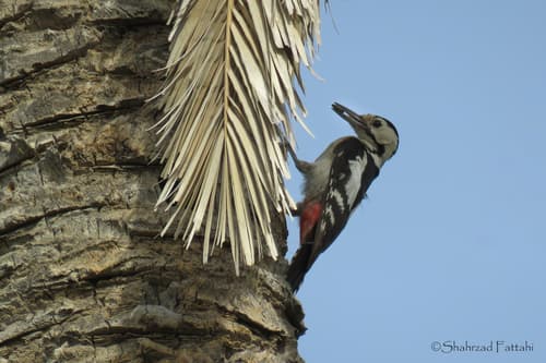 Sind Woodpecker