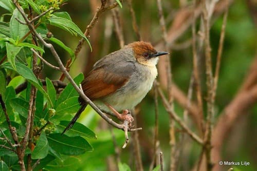 Singing Cisticola