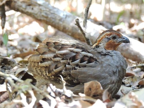Singing Quail