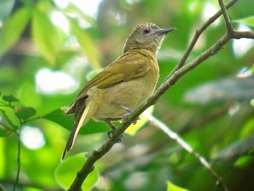 Sjöstedt's Greenbul