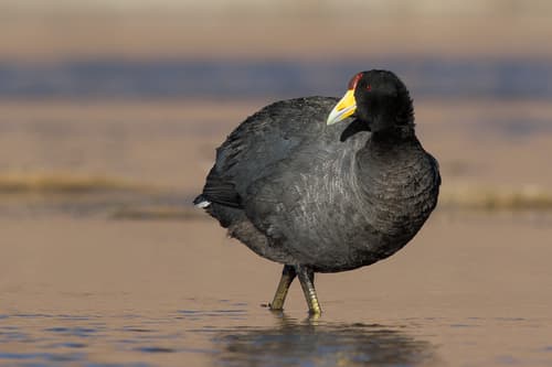 Slate-colored Coot