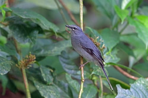 Slate-colored Solitaire