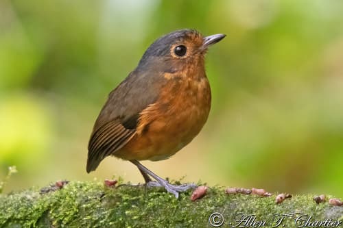 Slate-crowned Antpitta