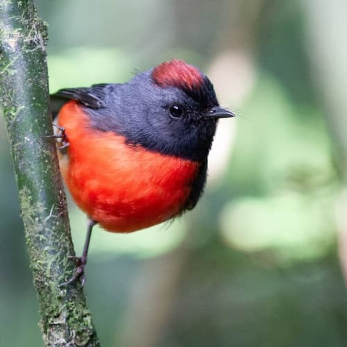 Slate-throated Redstart