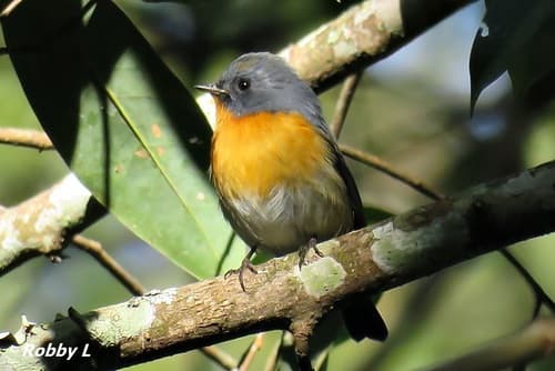 Slaty-backed Flycatcher