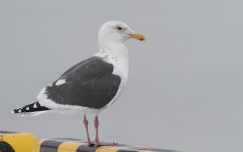 Slaty-backed Gull