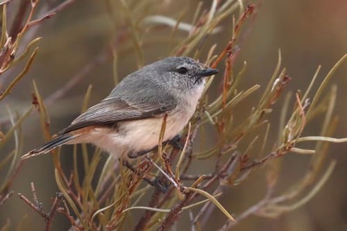 Slaty-backed Thornbill
