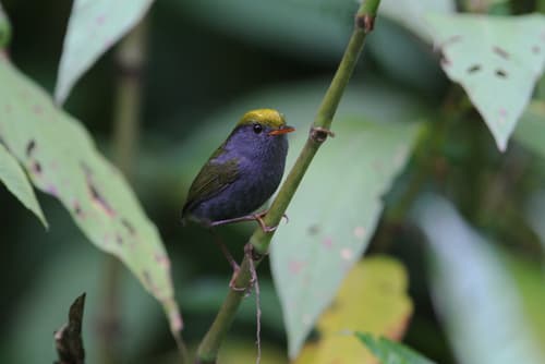 Slaty-bellied Tesia