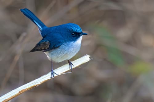 Slaty-blue Flycatcher