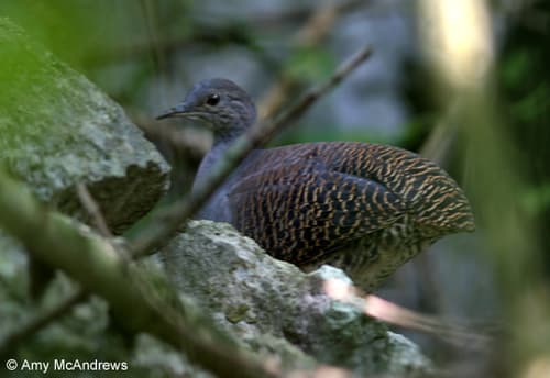 Slaty-breasted Tinamou