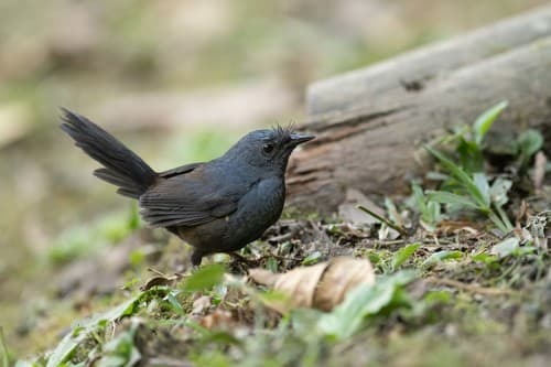 Slaty Bristlefront