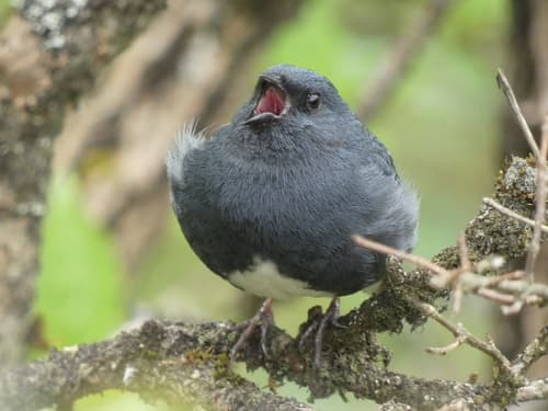 Slaty Bunting