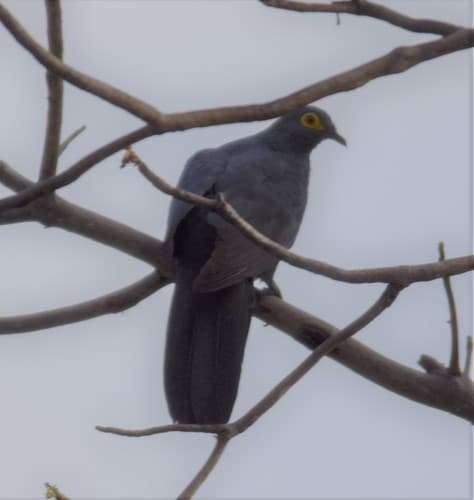Slaty Cuckoo-Dove