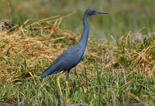 Slaty Egret