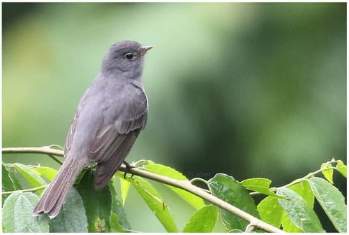 Slaty Elaenia