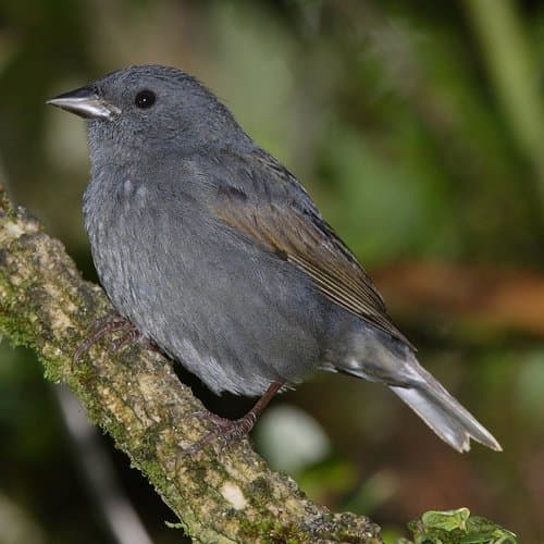 Slaty Finch