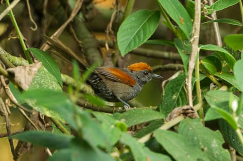 Slaty Spinetail