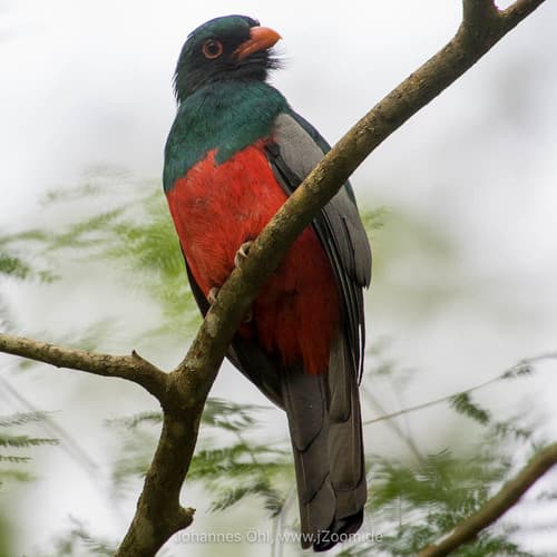 Slaty-tailed Trogon