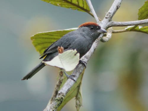 Slaty Tanager