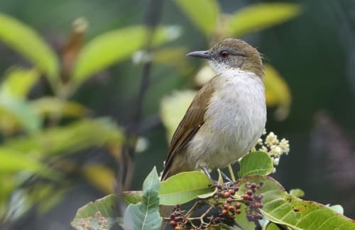 Slender-billed Greenbul