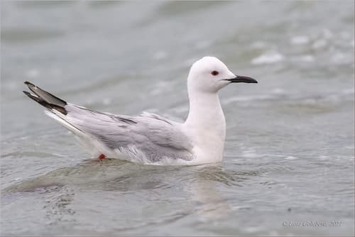 Slender-billed Gull