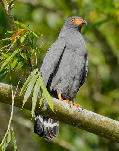 Slender-billed Kite