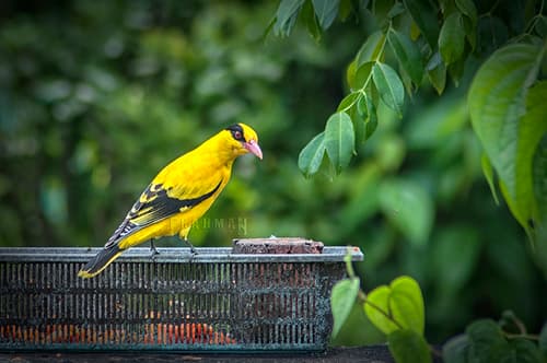 Slender-billed Oriole