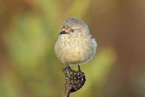 Slender-billed Thornbill