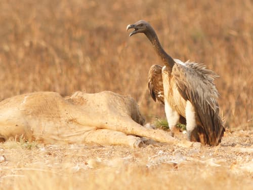 Slender-billed Vulture